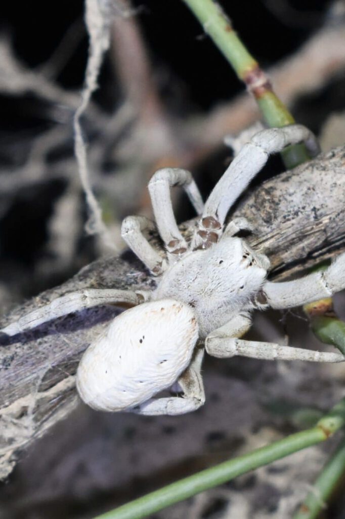 Info Shymkent - Spider Stegodyphus lineatus near Shymkent, Kazakhstan (Photo: Qudaibergen Amirkulov)