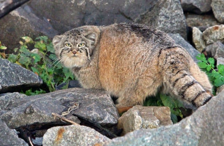 Manul – the grumpy cat