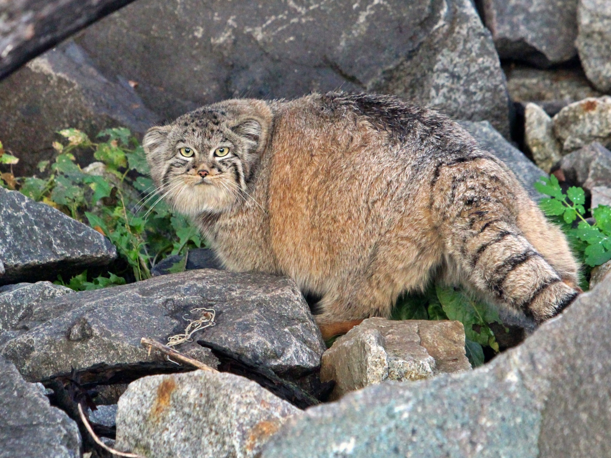 Info Shymkent -Wild cat manul is watching