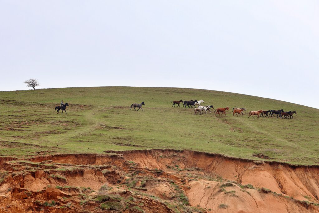 Info Shyment - A shepard is pushing his herd of horses over a pasture in the Western Tien-Shan Mountains