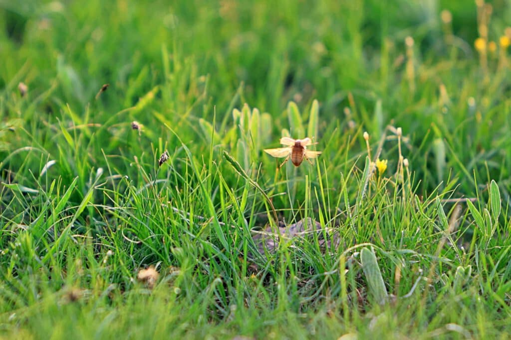 Info Shymkent - A bug is flying in a spring meadow in southern Kazakhstan