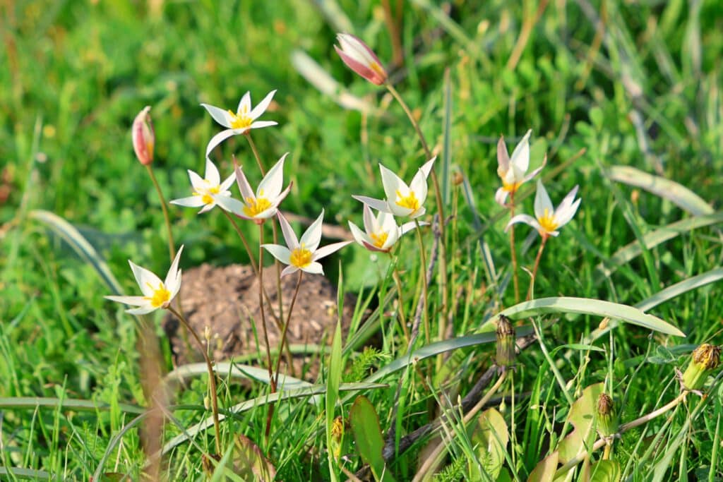 Info Shymkent - A meadow with Tulip Turkistanica in southern Kazakhstan