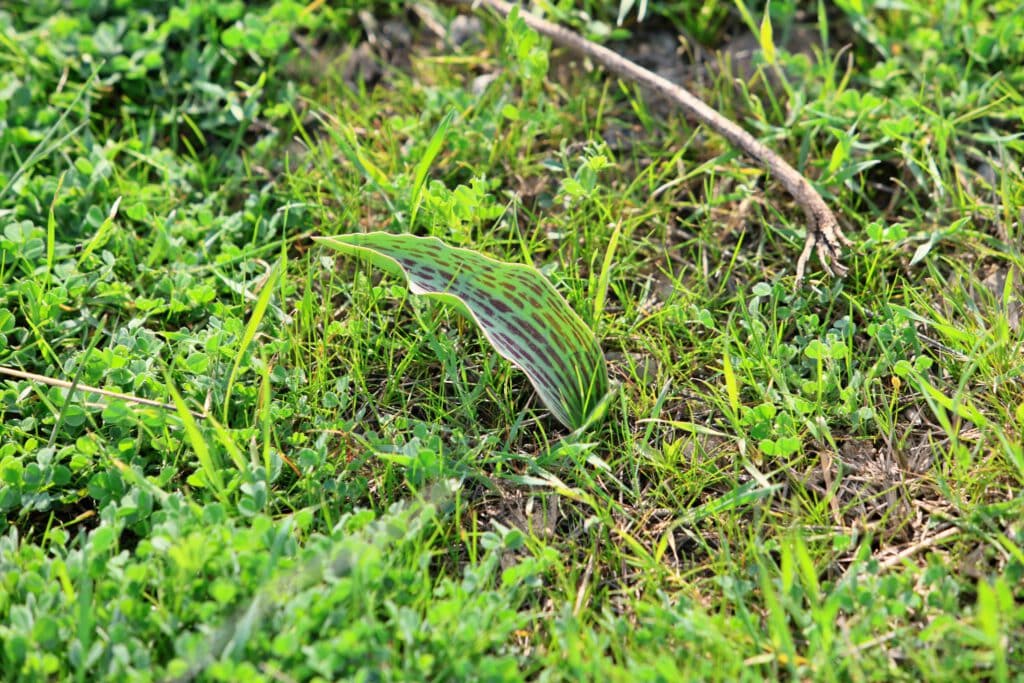 Info Shymkent - A not ready Tulipa Greigii in Southern Kazakhstan