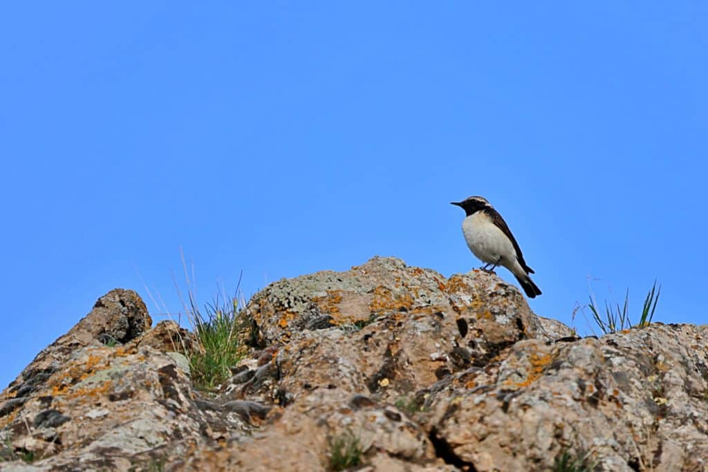 Info Shymkent - A pied wheatear near Ordabasy in southern Kazakhstan