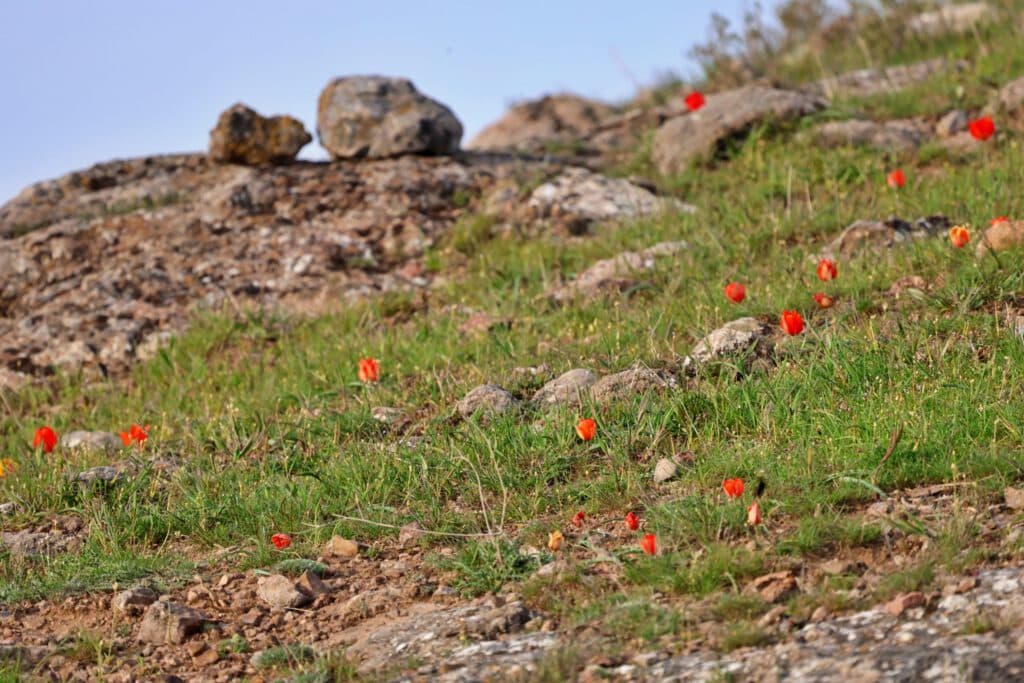 Info Shymkent - Rocky meadow with wild tulips near Shymkent