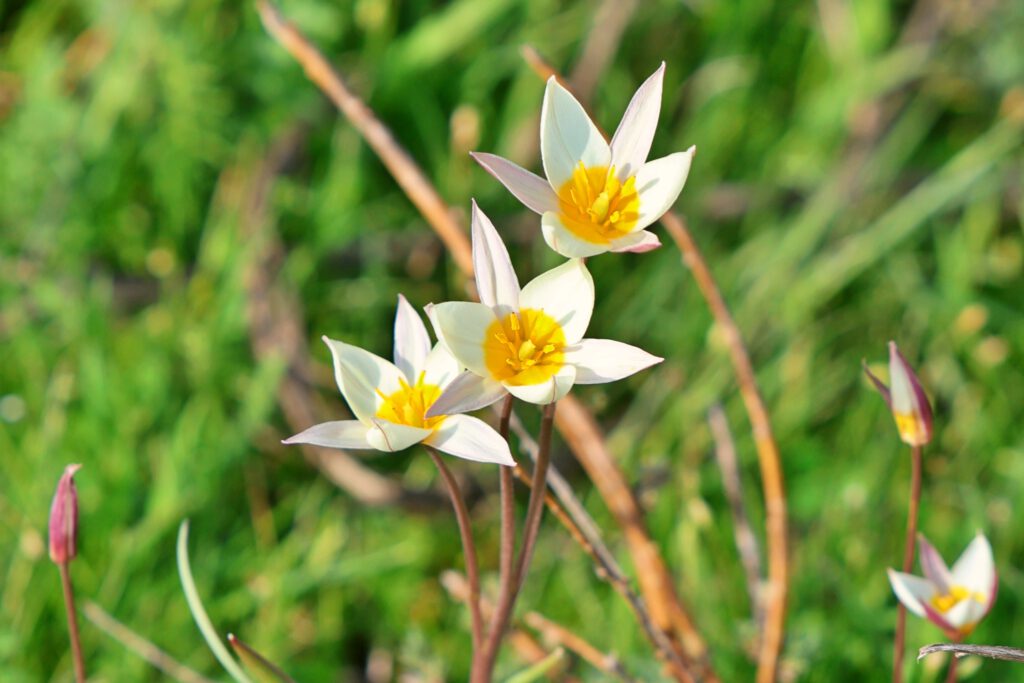 Info Shymkent - Tulipa Turkestanica in blossom in the Turkestan region of Kazakhstan