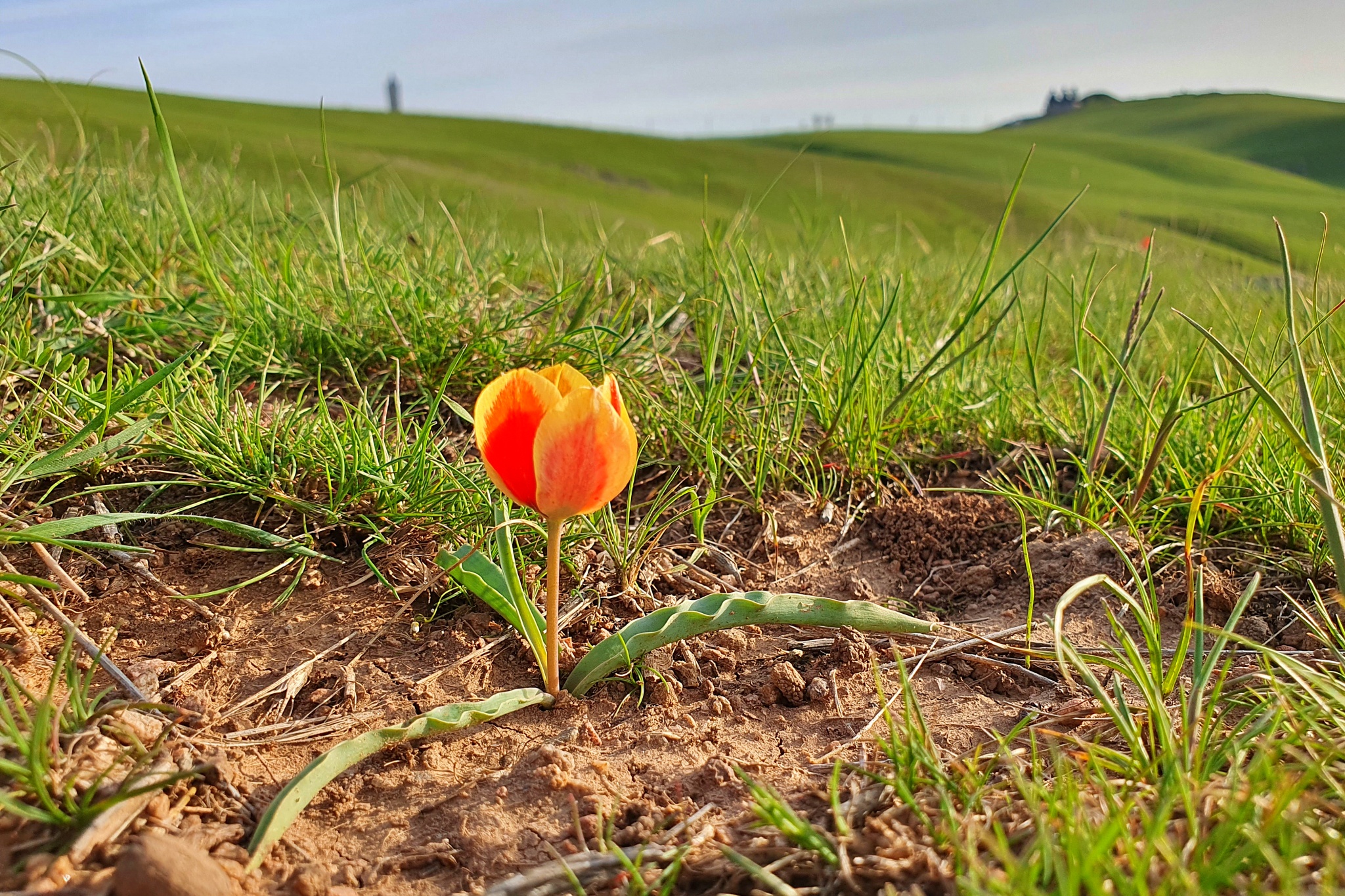 Info Shymkent - Tulipa borszczowii and the Ordabasy Monument Birlik in the background