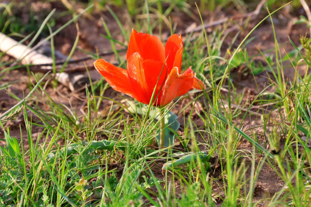 Info Shymkent - Tulipa borszczowii in southern Kazakhstan