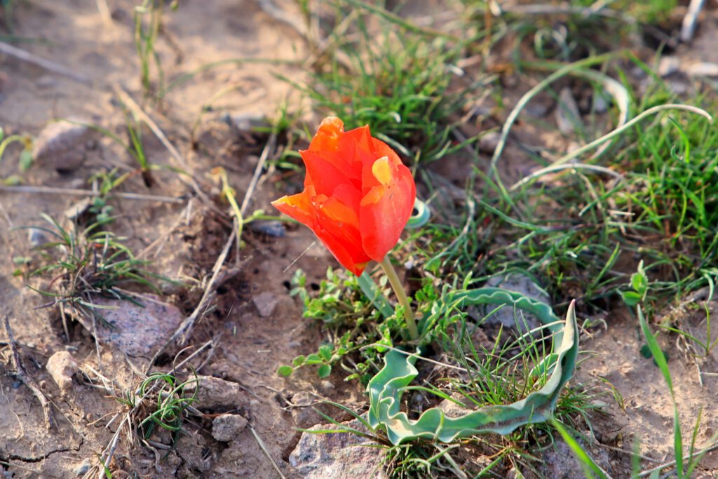 Info Shymkent - Tulipa borszczowii near Shymkent