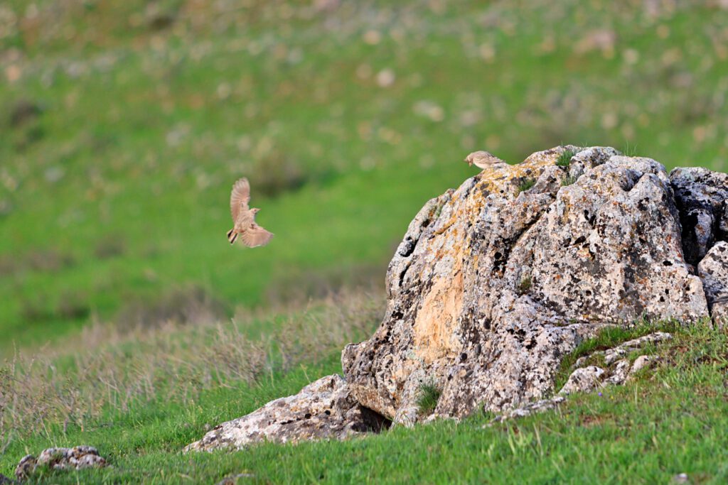 Info Shymkent - Two Kazakhstan crested larks in Ordabasy District near Shymkent