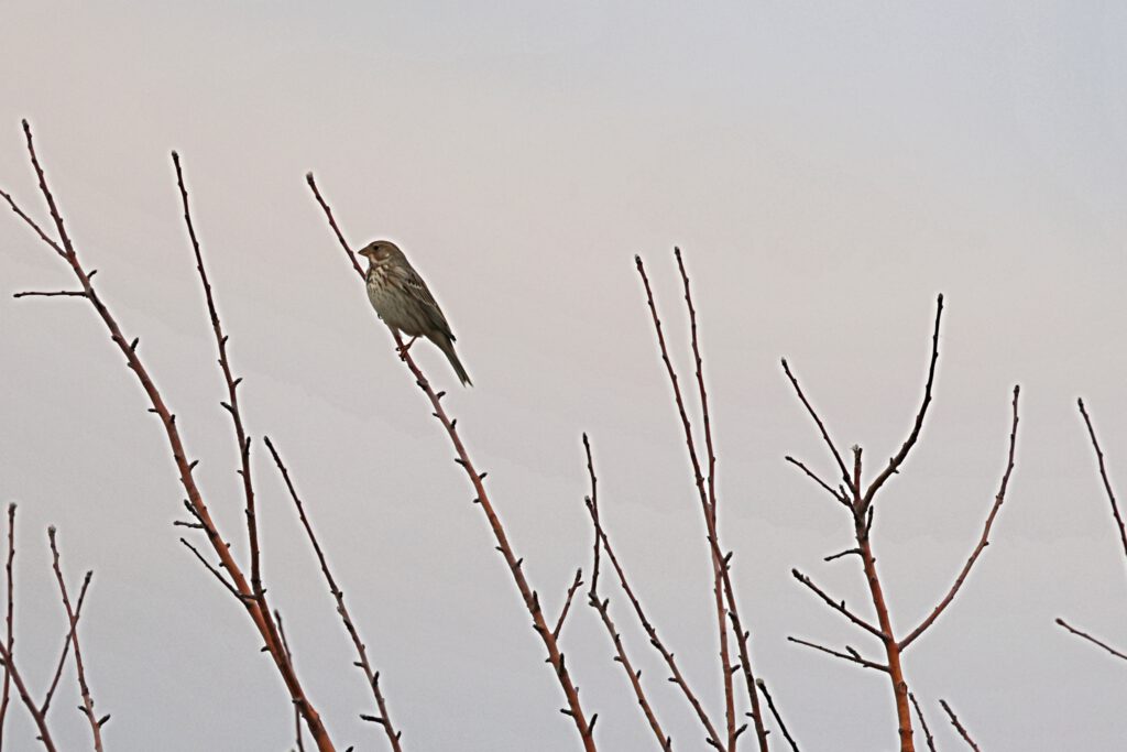 Info Shymkent - Corn bunting in the Western Tien-Shan Mountains near Shymkent