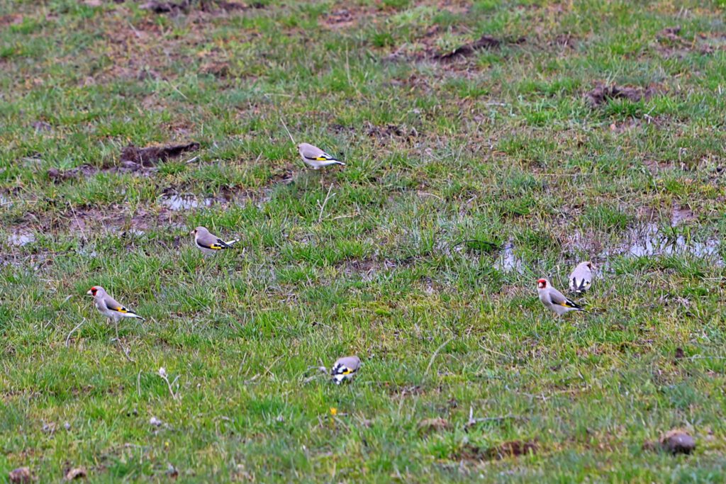 Info Shymkent - Group of southern Central Asian Gold finchs near Tau Samaly Ski resort