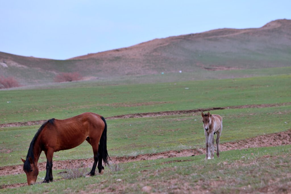 Info Shymkent - Newly born foal with mother on a pasture in Tau Samaly