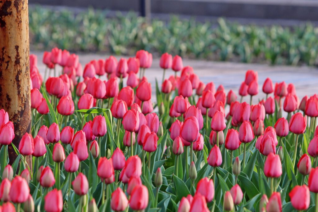 Info Shymkent - Tulip flower bed in Shymkent with pink tulips