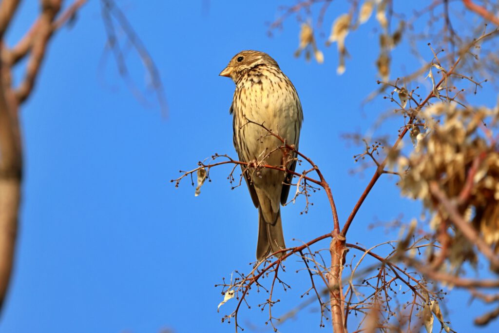 Info Shyment - A corn bunting near the Adam and Eve Rock