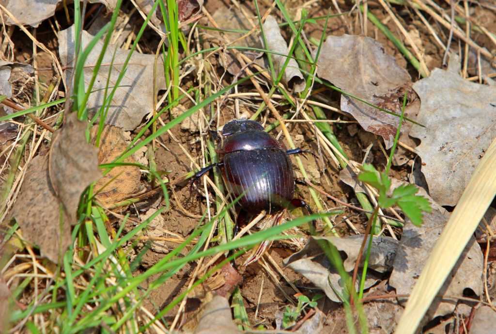 Info Shymkent - A dung beetle near the Akbura mausoleum