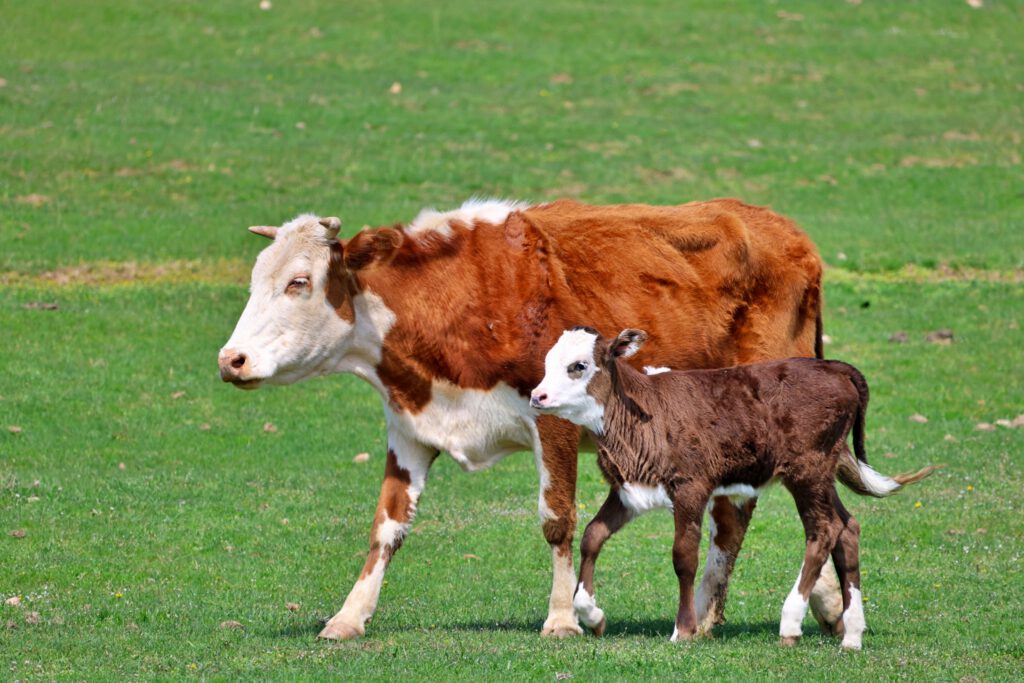 Info Shymkent - Cow with its calf near Shymkent during spring time