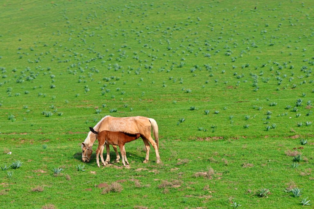 Info Shymkent - Horse with its foal near Shymkent in spring