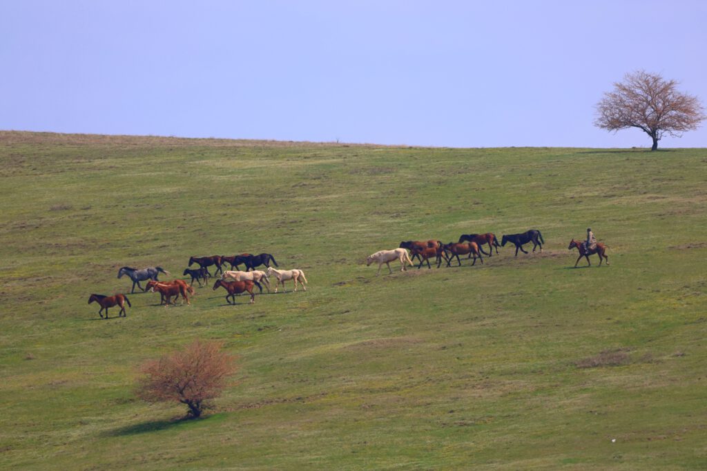 Info Shymkent - Shepard with its herd near Akbura Mausoleum