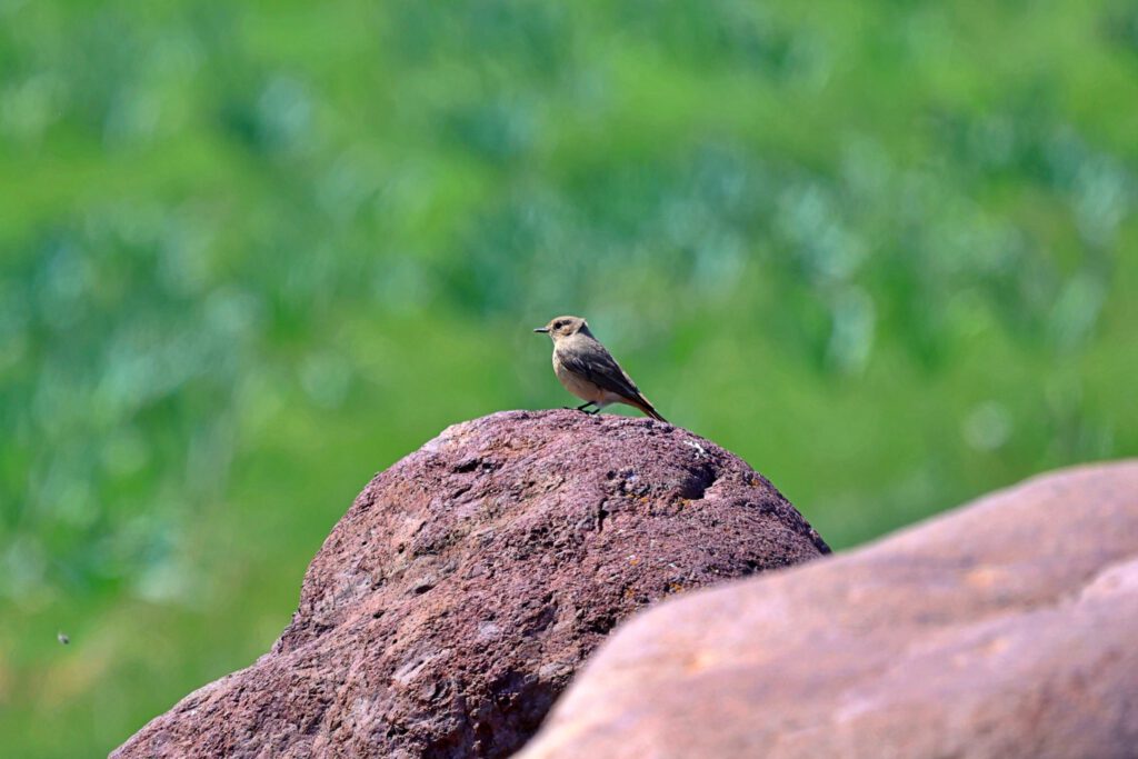 Info Shymkent - Young Black redstart on a stone near Keme Kalgan monument