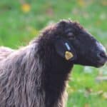 Info Shymkent - German Karakul Sheep in the Tierpark Dessau