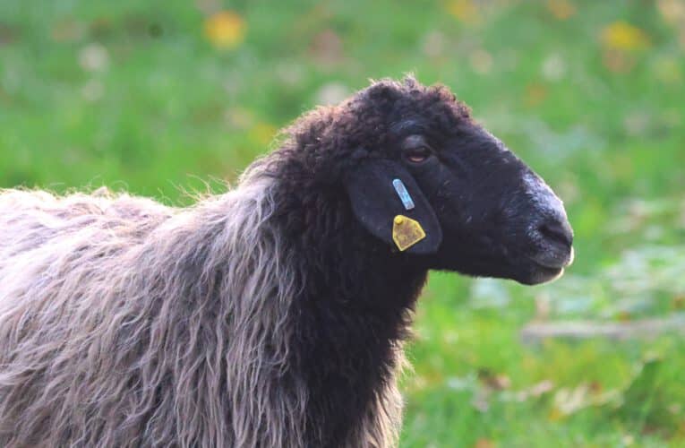 German Karakul Sheep – A endangered breed from Central Asia